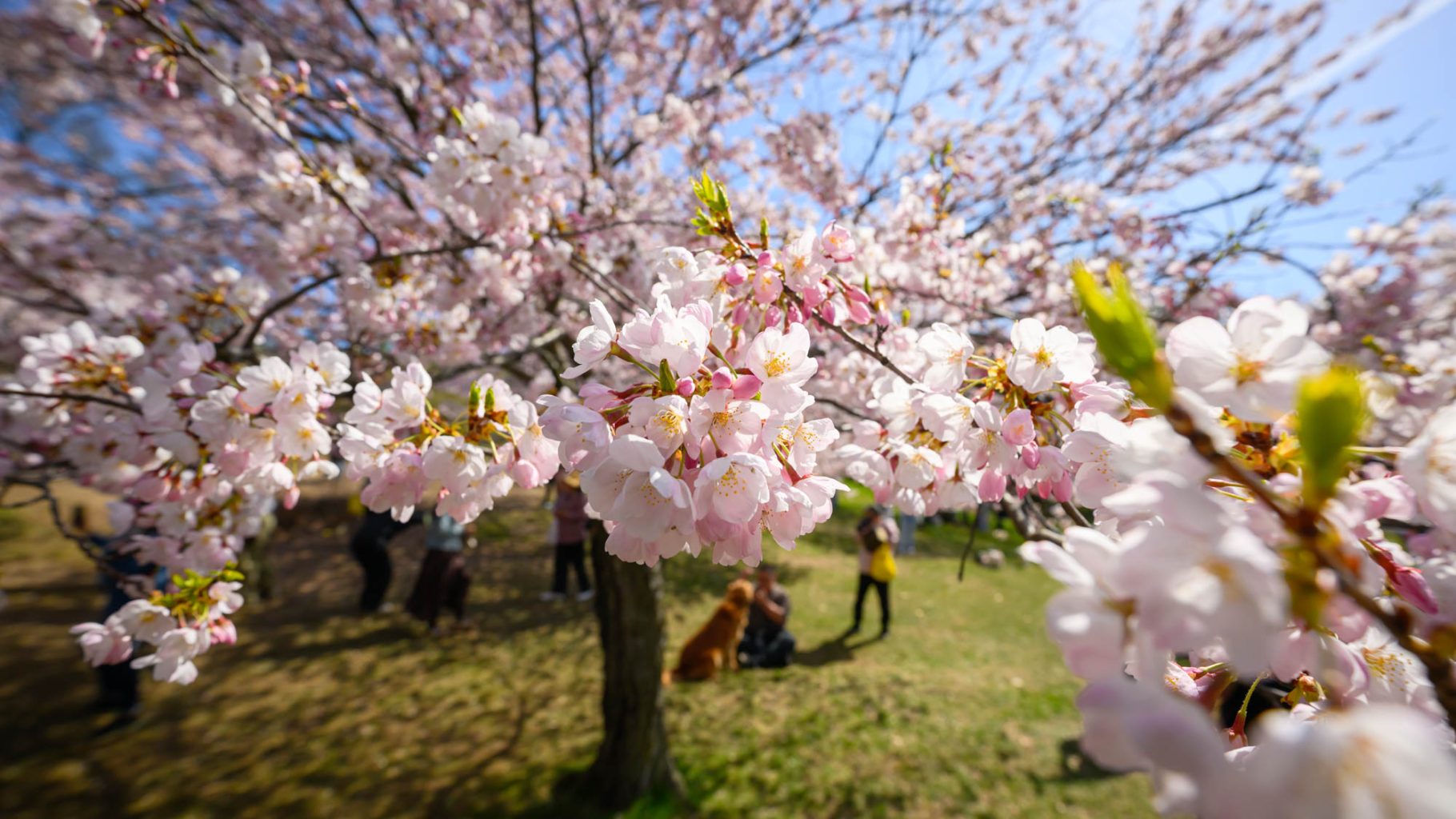 Cherry Blossoms in full bloom in High Park in Toronto by Nick Wons