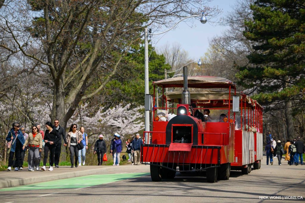 High Park's Trackless train takes visitors though the park which is closed to car to see the Cherry Blossoms