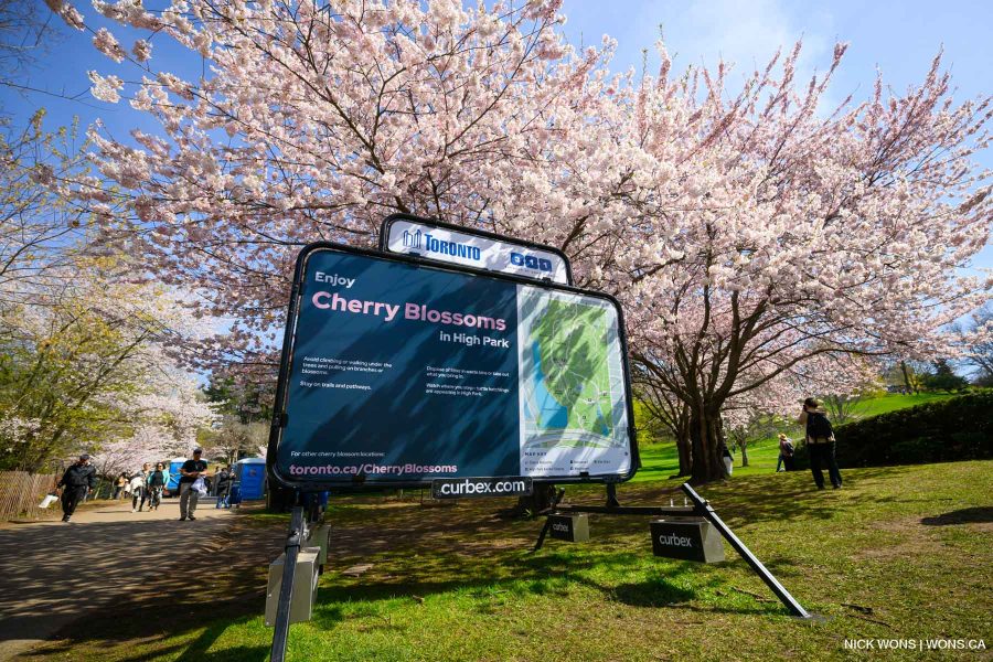 City of Toronto Information Sign next to Cherry Blossoms in High Park